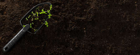 Close-up. Soil with a young plant. Planting seedlings in the ground. Young sprouts with soil on a seedling. The concept of nature conservation and agricultureの写真素材