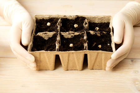 A woman is planting vegetable seeds in peat pots. Growing plant seedlings in pots. home hobby.の写真素材