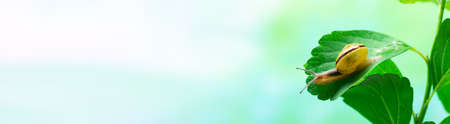 Snail on a green leaf. Place for text. The use of snail mucus in cosmetology. Skin care and beauty concept.の写真素材