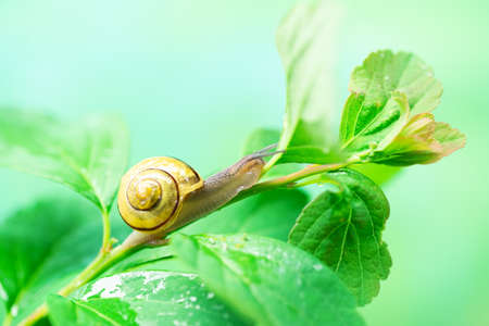 Snail on a green leaf. The use of snail mucus in cosmetology. Skin care and beauty concept.の写真素材