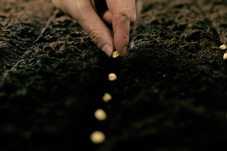 The farmer plants seeds in fertile soil. Growing vegetable seeds on seed soil in gardening metaphor,...