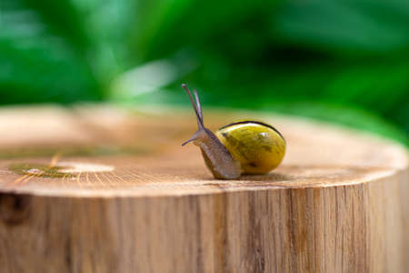 Snail on a wooden surface close-up. The use of snail mucus in cosmetology. Skin care and beauty concept.の写真素材