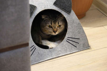 The cat is resting in a fleece house. cat in a cat house.の写真素材