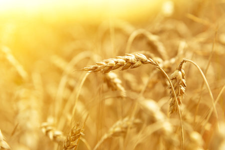 Ears of wheat close-up. Wheat field on a summer day. harvest period.