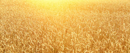 Wheat field on a summer day. harvest period.の写真素材