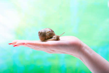 A snail crawl over a woman's hand. Cosmetic product made from snail mucin. Rejuvenation. Snail therapy.の写真素材