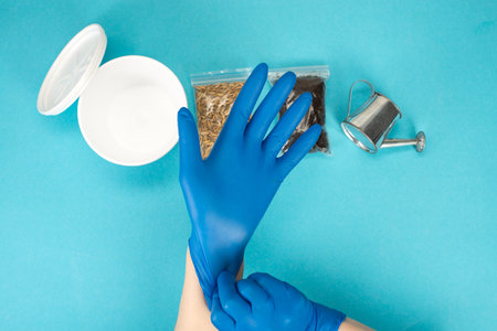 Set for growing microgreens at home on a blue background, top view. Women's hands in gloves,...