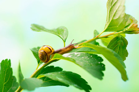 Snail on a green leaf. The use of snail mucus in cosmetology. Skin care and beauty concept.の写真素材
