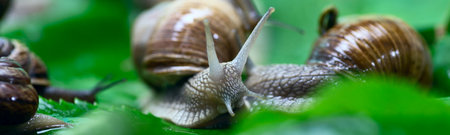 Many snails crawl on green leaves close-up. The use of snail mucus in cosmetology. Skin care and beauty concept.の写真素材