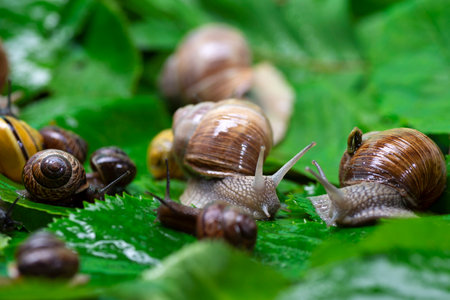 Many snails crawl on green leaves close-up. The use of snail mucus in cosmetology. Skin care and beauty concept.の写真素材