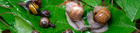 Many snails crawl on green leaves close-up. The use of snail mucus in cosmetology. Skin care and beauty concept.の写真素材
