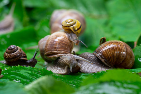 Many snails crawl on green leaves close-up. The use of snail mucus in cosmetology. Skin care and beauty concept.の写真素材