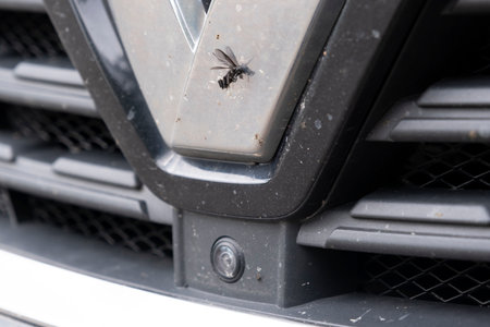 Crashed insect on car bumper. Crush the mosquitoes and gnats at the front of the vehicle.の写真素材