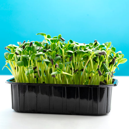 Sunflower microgreens in a plastic tray. Microgreen sprouts are healthy and fresh food. Germination of microgreens on hemp biodegradable mats. Germination of seeds at home. Vegan and healthy food concept.の写真素材
