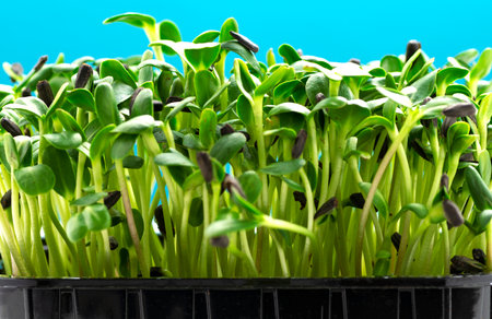 Sunflower microgreens in a plastic tray on a blue background close-up.の写真素材