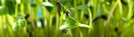 microgreen leaves background. Close-up of sunflower microgreens. Germination of seeds at home. Vegan and healthy food concept. Sprouts are obtained from high quality seeds of organic plants.の写真素材