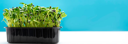 Sunflower microgreens in a plastic tray. Microgreen sprouts are healthy and fresh food. Germination of microgreens on hemp biodegradable mats. Germination of seeds at home. Vegan and healthy food concept.の写真素材