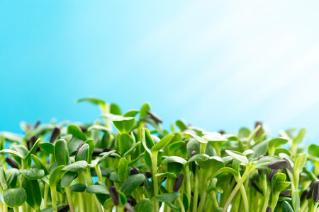 Sunflower microgreens on a blue background close-up.の写真素材