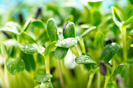 microgreen leaves background. Close-up of sunflower microgreens. Germination of seeds at home. Vegan and healthy food concept. Sprouts are obtained from high quality seeds of organic plants.の写真素材
