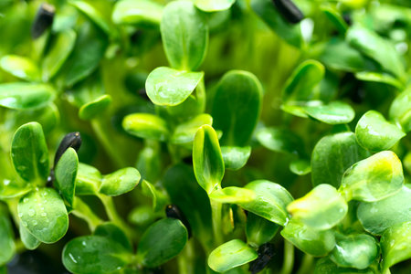 microgreen leaves background. Close-up of sunflower microgreens. Germination of seeds at home. Vegan and healthy food concept. Sprouts are obtained from high quality seeds of organic plants.の写真素材