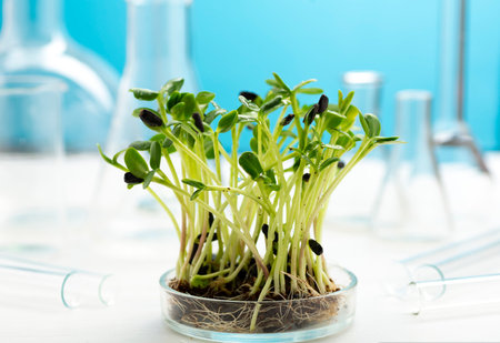 Microgreens in a petri dish on the background of many chemical flasks. Studying the beneficial properties of microgreens. Growing and studying microgreens.の写真素材