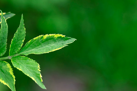 nature leaves green in the summer garden. Natural green leaf on a green background, the use of environmental ecology or greenery wallpaper as a spring background.の写真素材