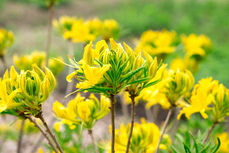 Yellow blooming spring flowers as a background. spring background. Blossoming yellow rhododendron flowers.の写真素材