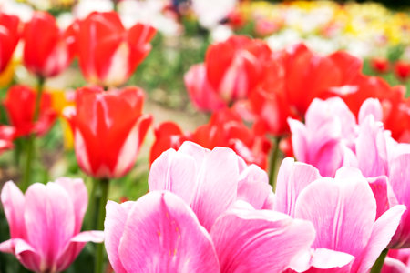 Beautiful tulips growing in a garden or city park, close up. Spring season, spring background.の写真素材