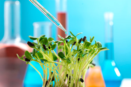 Sunflower microgreens and a chemical pipette with a drop of liquid. Studying the beneficial properties of microgreens. growing and studying microgreens,の写真素材