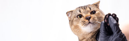 Scottish fold brown cat shows a paw with clipped claws.