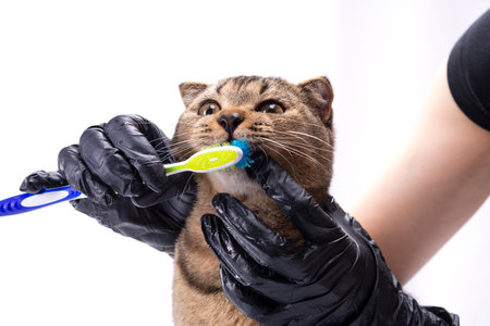 Cat with a toothbrush in the hands of a veterinarian on a white backgroundの写真素材