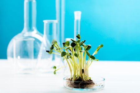 Microgreens in a petri dish on the background of many chemical flasks. Studying the beneficial properties of microgreens. Growing and studying microgreens.の写真素材