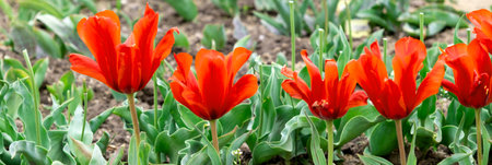 Red tulips close up. Spring tulips in the city park, spring background.の写真素材