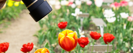 Woman photographing red tulip flower in park in spring.の写真素材