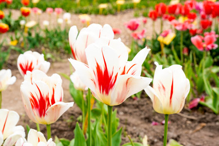 White tulips in the city park close-up, spring background.の写真素材