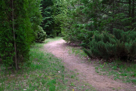 Path in the city park. City park in spring time.の写真素材