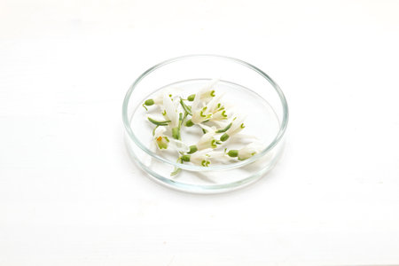 Preparation of perfumes from natural ingredients, aromatherapy. Fresh white flowers in a petri dish.の写真素材