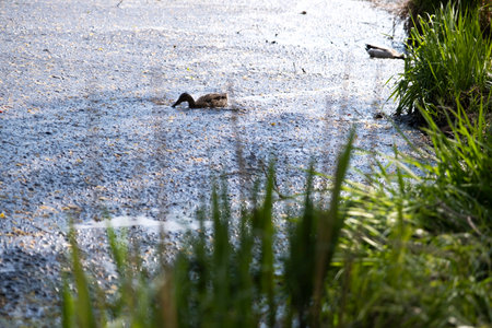 Wild ducks swim in dirty water. Environmental disaster, the river is littered with plastic bottles and polyethylene, motor oil.の写真素材