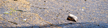 Dirty water background. Environmental disaster, the river is littered with plastic bottles and...