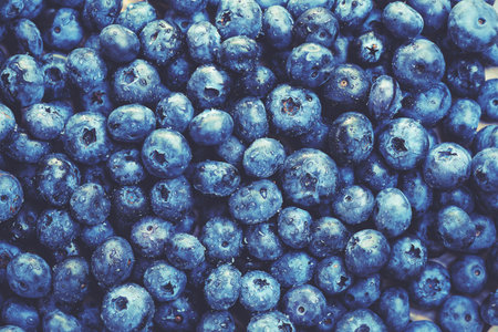 Blueberry berry background. Macro. Fresh blueberry background. Water drops on ripe blueberries. Background from freshly picked blueberries, close-up. Blue berries of blueberry close-up, macro.の写真素材