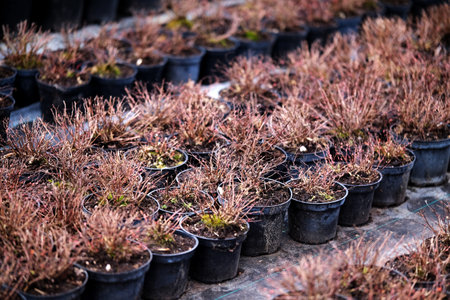 Young seedlings of fruit trees in containers for sale and planting in a garden nurseryの写真素材