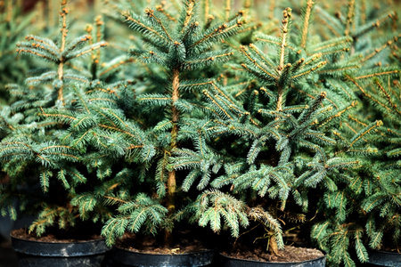 Saplings of pine, spruce, fir and other coniferous trees in pots in plant nurseryの写真素材