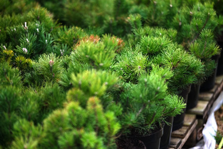 Saplings of pine, spruce, fir and other coniferous trees in pots in plant nursery