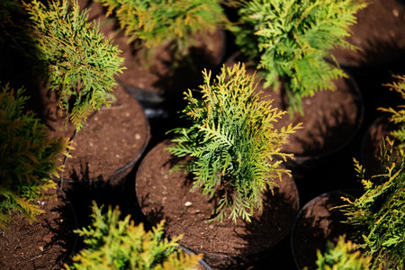 Saplings of pine, spruce, fir and other coniferous trees in pots in plant nurseryの写真素材