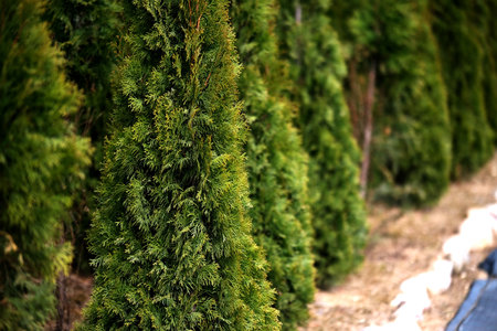 Neat rows of pots with green thuja seedlingsの写真素材