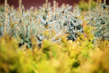 Saplings of pine, spruce, fir and other coniferous trees in pots in plant nurseryの写真素材