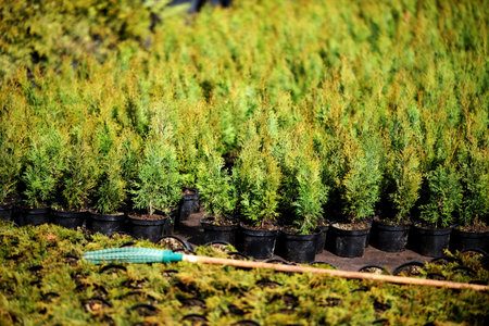 Neat rows of pots with green thuja seedlingsの写真素材