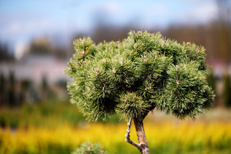 Saplings of pine, spruce, fir and other coniferous trees in pots in plant nurseryの写真素材