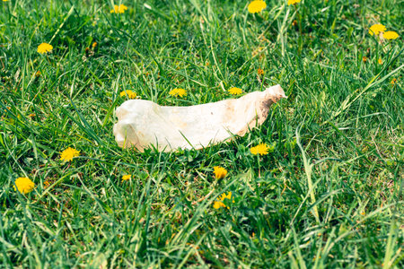 Used plastic bottle on grass in city park. High quality photo