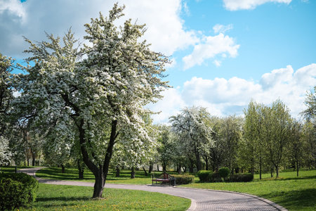 Flowering trees in the city parkの写真素材